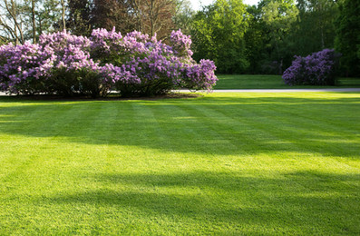High-quality lawn fertilization Harbeson DE