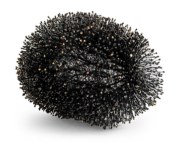 Racso Jugarap Echinoid_edited.png
