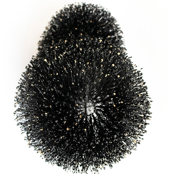 Racso Jugarap Echinoid_edited.jpg