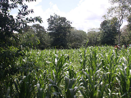 Sistemas agroflorestais promovem estoque de carbono no solo 30% maior do que o da vegetação natural