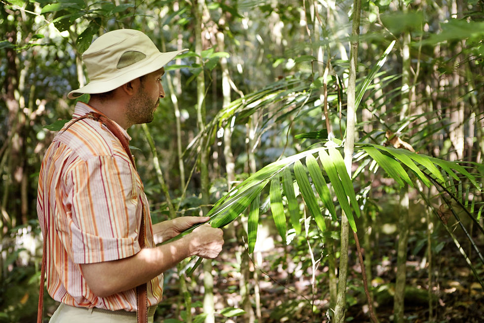 Bioeconomia e restauração florestal 