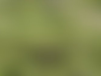 capacidade da Amazônia de recircular água e estocar carbono 