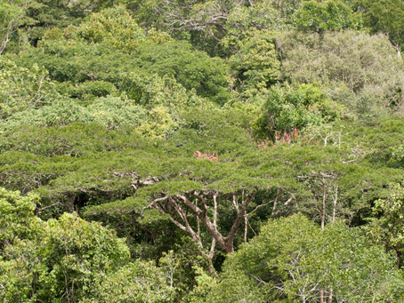 capacidade da Amazônia de recircular água e estocar carbono 