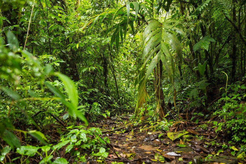 mata atlântica