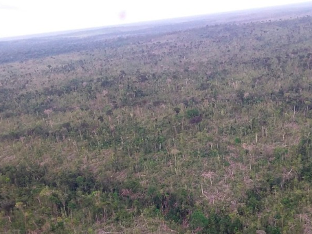 MPRO obtém condenação de invasor da Resex Jaci-Paraná ao pagamento de 21 milhões por danos ambientais a título de reparação 