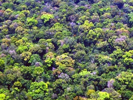 Amazônia: concessões florestais como estratégia de combate ao desmatamento