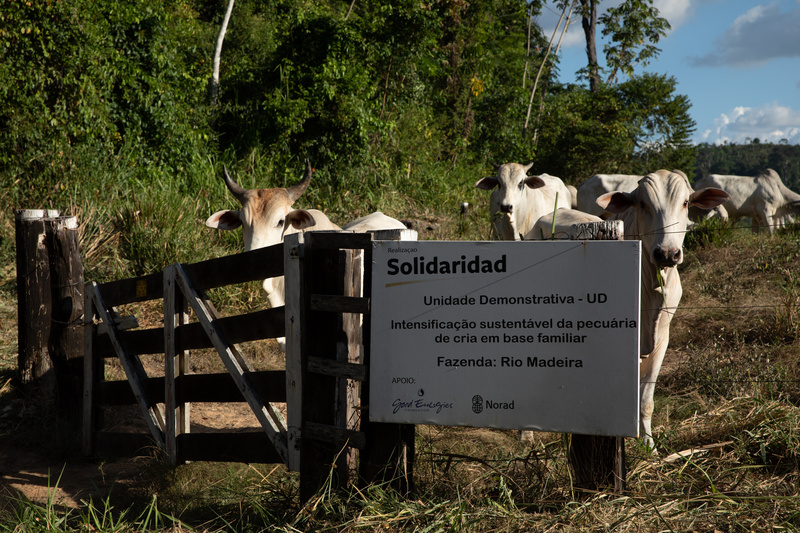 Produtividade da pecuária familiar na Amazônia