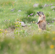 Marmot