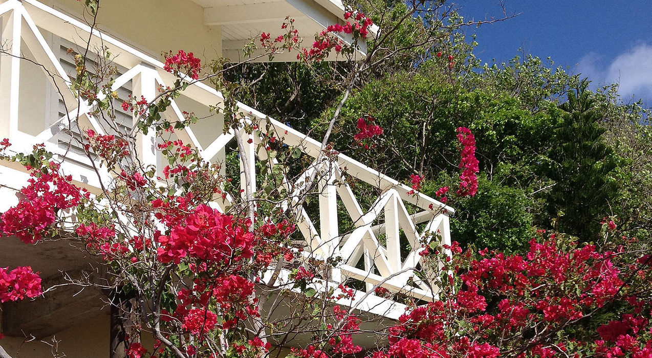 tropical garden at Firefly Estate cottage