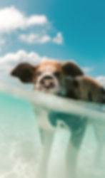 Image by Jakob Owens