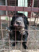 tierheim Hunde (6).jpg