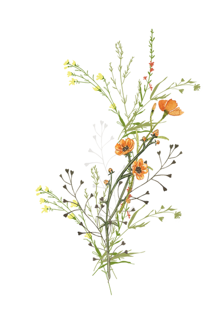 wildflower