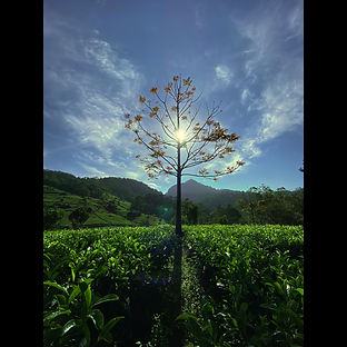 TREE_1.2.1B_1.1.1_1.1.2.jpg