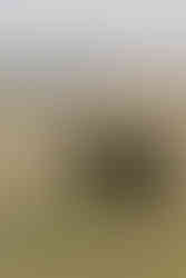 Wedding at Maple Meadows Farm Port Colborne