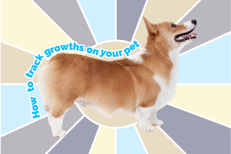 How to Create a Body Map for Your Dog or Cat to Track Growths
