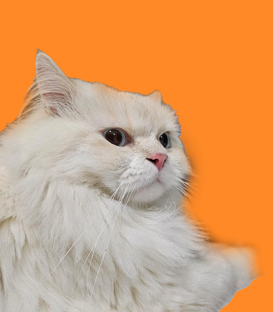 504fa541-4921-4e52-9b48-6c180c971c5e.png