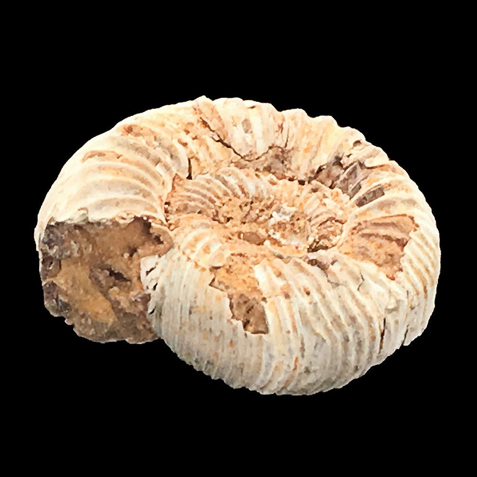Thumbnail: Ammonite Fossil • 9.2 grams ~ 28x14mm