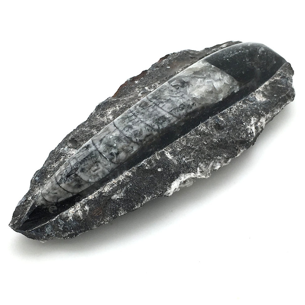 Thumbnail: Orthoceras Slab • Morocco • 258.3 grams ~ 135x63x30mm