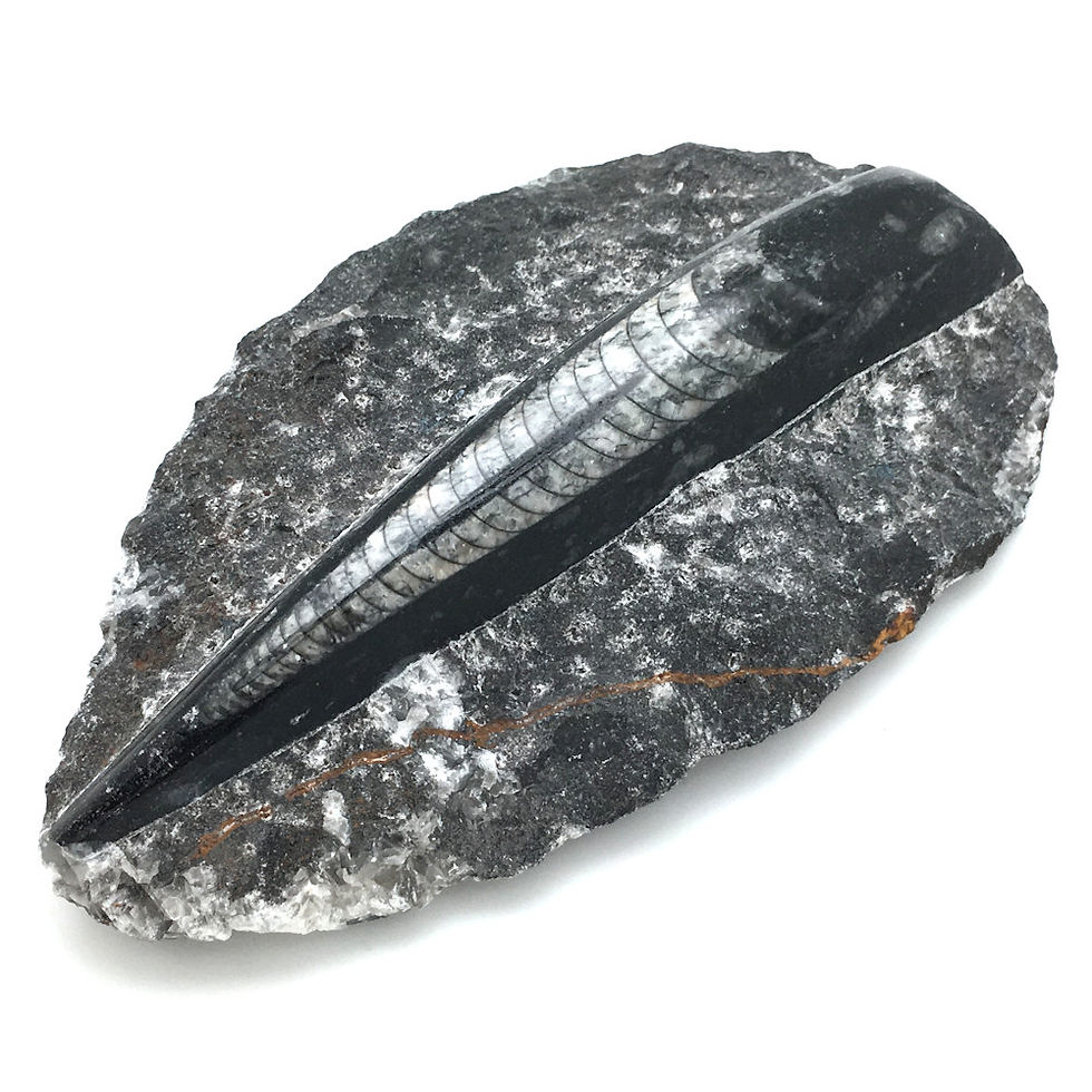 Thumbnail: Orthoceras Slab • Morocco • 319.1 grams ~ 144x86x25mm