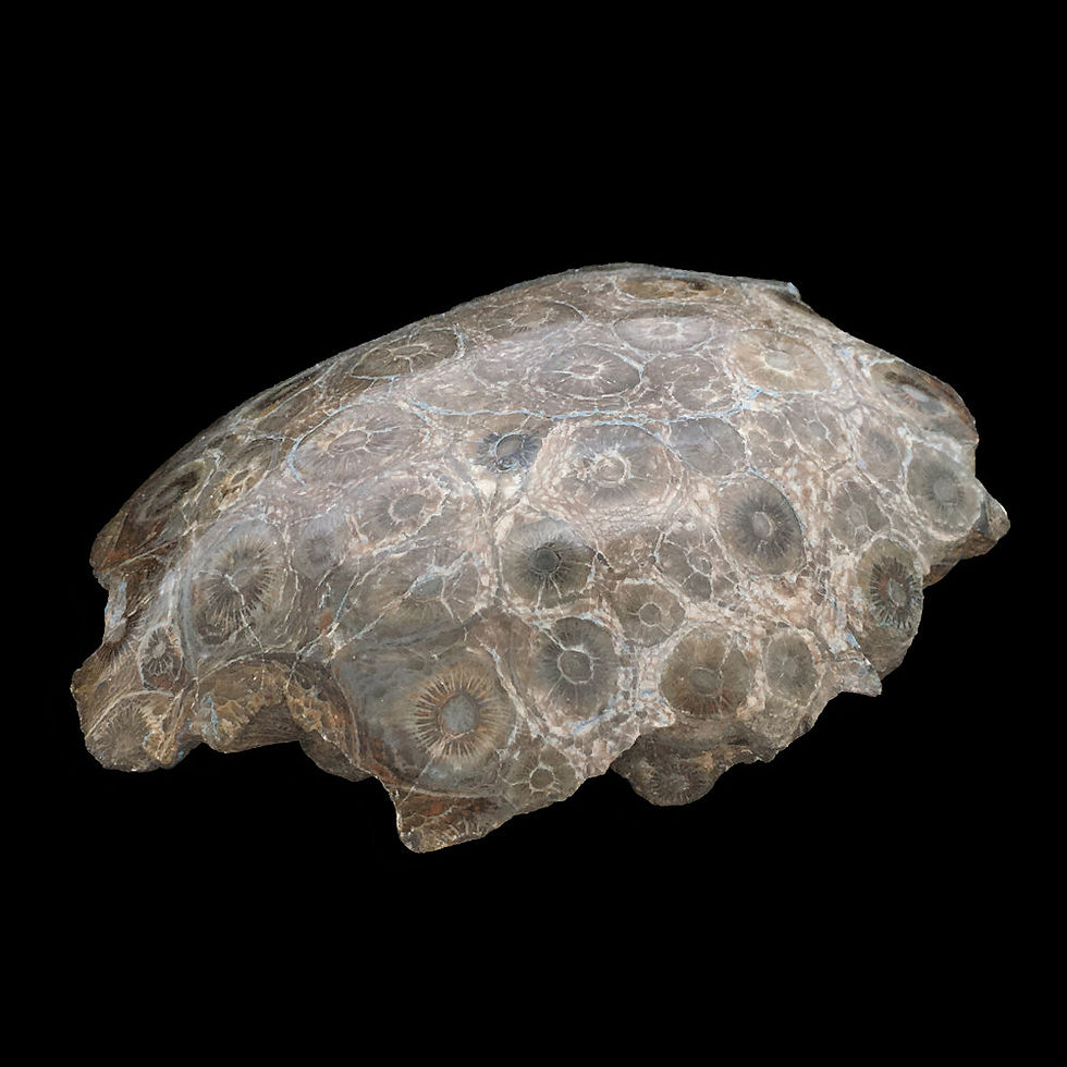 Thumbnail: Hexagonaria Fossil Coral Head • Morocco • 331.5 grams ~ 105x96x44mm
