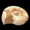 Thumbnail: Ammonite Fossil • 10.8 grams ~28x14mm