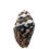 Thumbnail: 162100NASSA-0604TIGER • Nassarius Shell Tiger Shell Beads • 6-10x4-6mm | SmokyMountainBeads.com