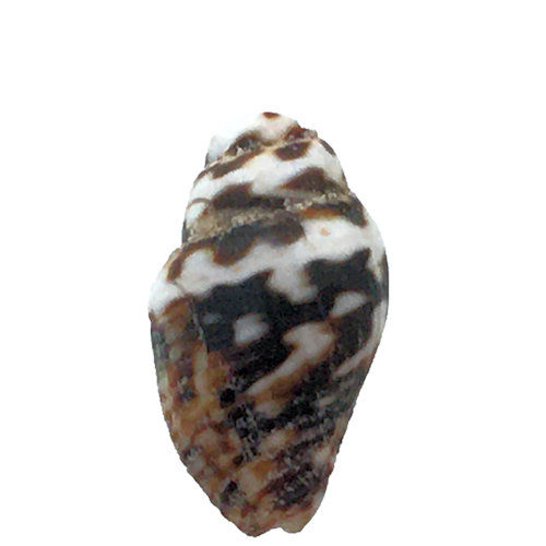 162100NASSA-0604TIGER • Nassarius Shell Tiger Shell Beads • 6-10x4-6mm | SmokyMountainBeads.com
