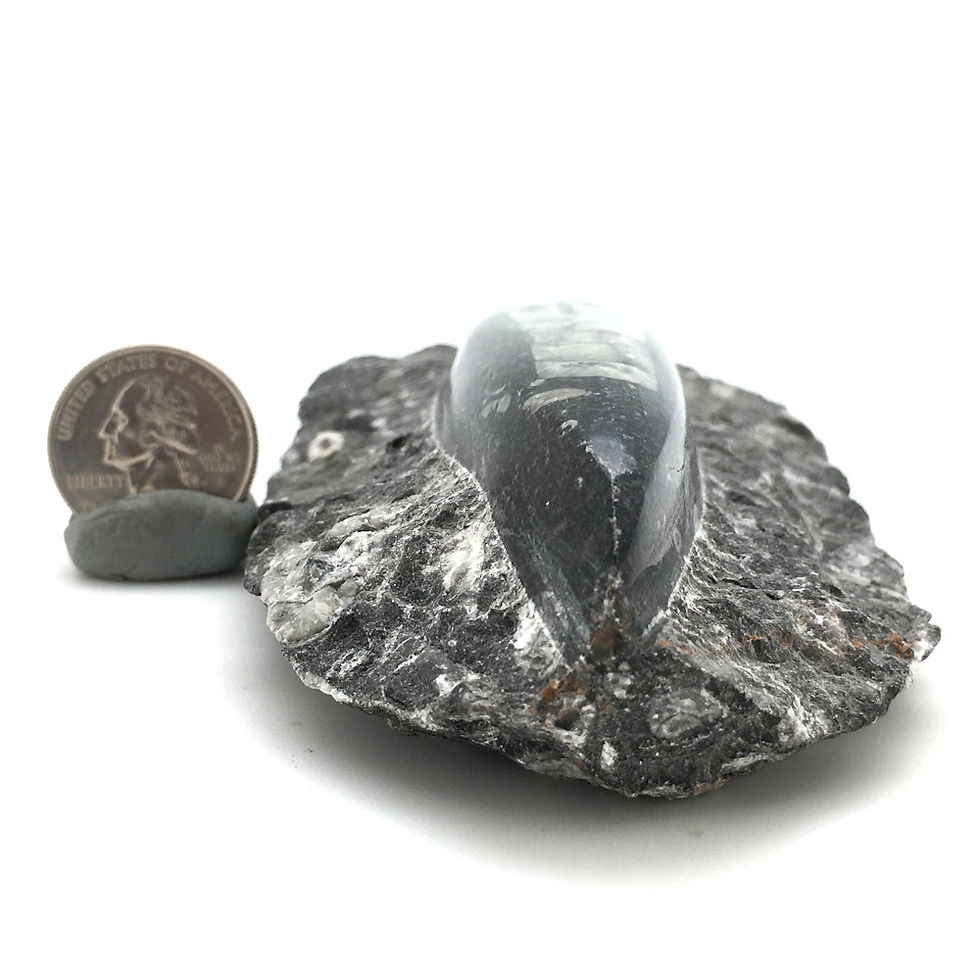 Thumbnail: Orthoceras Slab • Morocco • 422.4 grams ~ 165x75x30mm