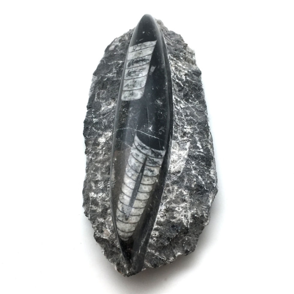Thumbnail: Orthoceras Slab • Morocco • 536.4 grams ~ 185x71x36mm