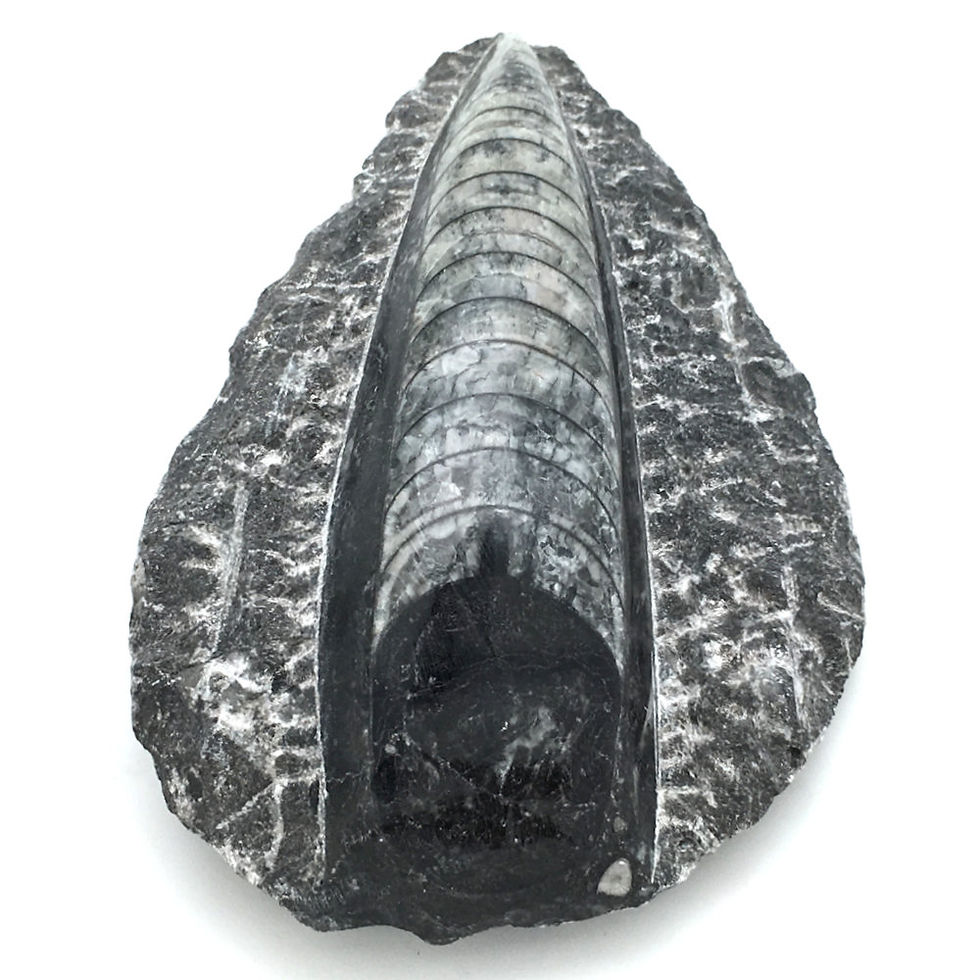 Thumbnail: Orthoceras Slab • Morocco • 286.4 grams ~ 127x82x27mm