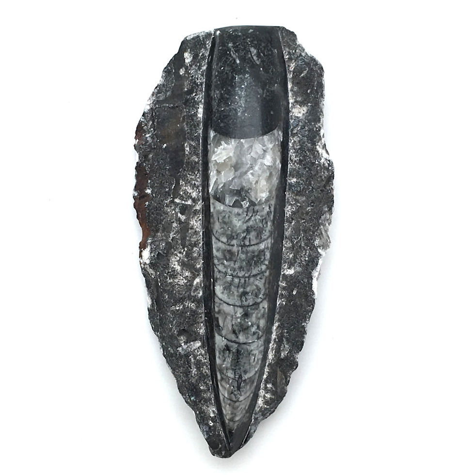 Thumbnail: Orthoceras Slab • Morocco • 258.3 grams ~ 135x63x30mm