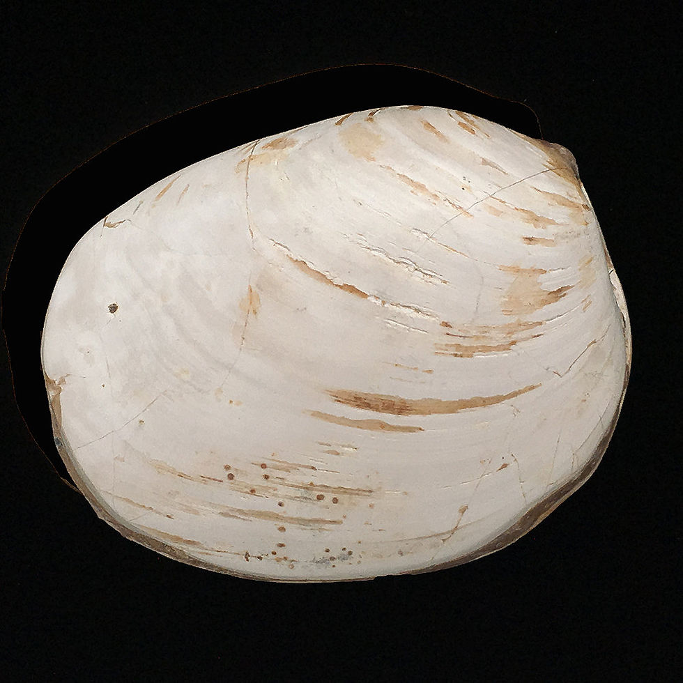 Thumbnail: Clam Fossil • Madagascar • 183.7 grams ~ 74x57x36mm