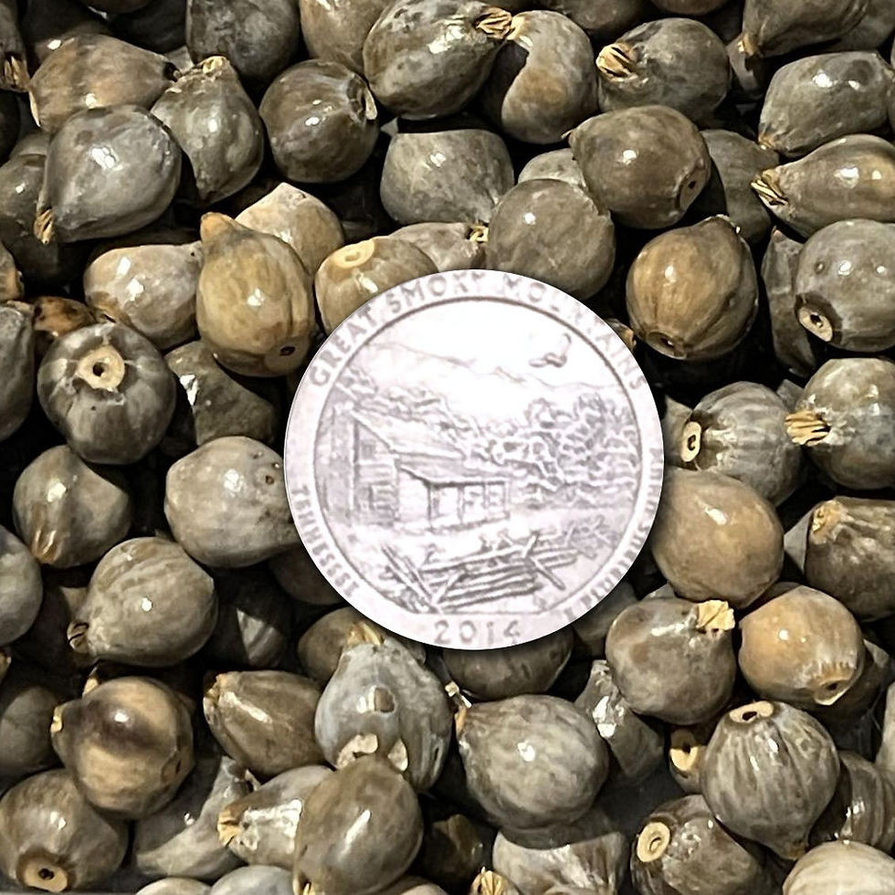 Thumbnail: 177JOB-DS-1006 • Job's Tears Cherokee Corn Beads • Drilled/Sealed | Smoky Mountain Beads