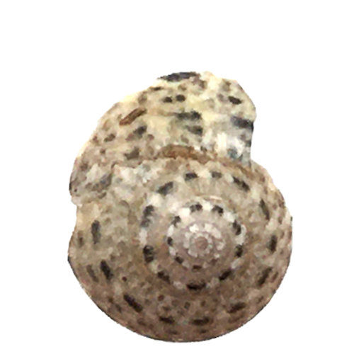 162100SUND-1005 • Spotted Sundial Shell Beads • 8-10x5mm | SmokyMountainBeads.com