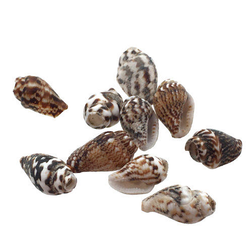 Thumbnail: 162100NASSA-0604TIGER • Nassarius Shell Tiger Shell Beads • 6-10x4-6mm | SmokyMountainBeads.com