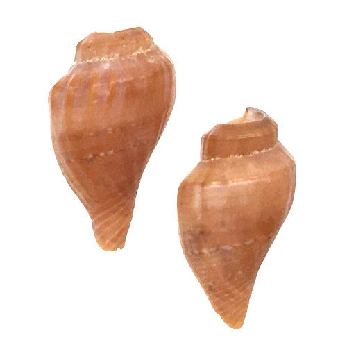 Thumbnail: 162100TULIP-2114 • Tulip Shell Beads • 22-24x12-14mm | SmokyMountainBeads.com