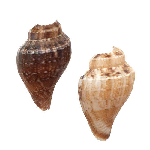 Thumbnail: 162100TULIP-2111 • Tulip Shell Beads • 21x10-11mm | SmokyMountainBeads.com