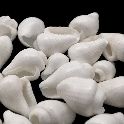 Thumbnail: 162100NASSA-0604WHT • Nassarius Shell Beads • 6-10x4-6mm | SmokyMountainBeads.com