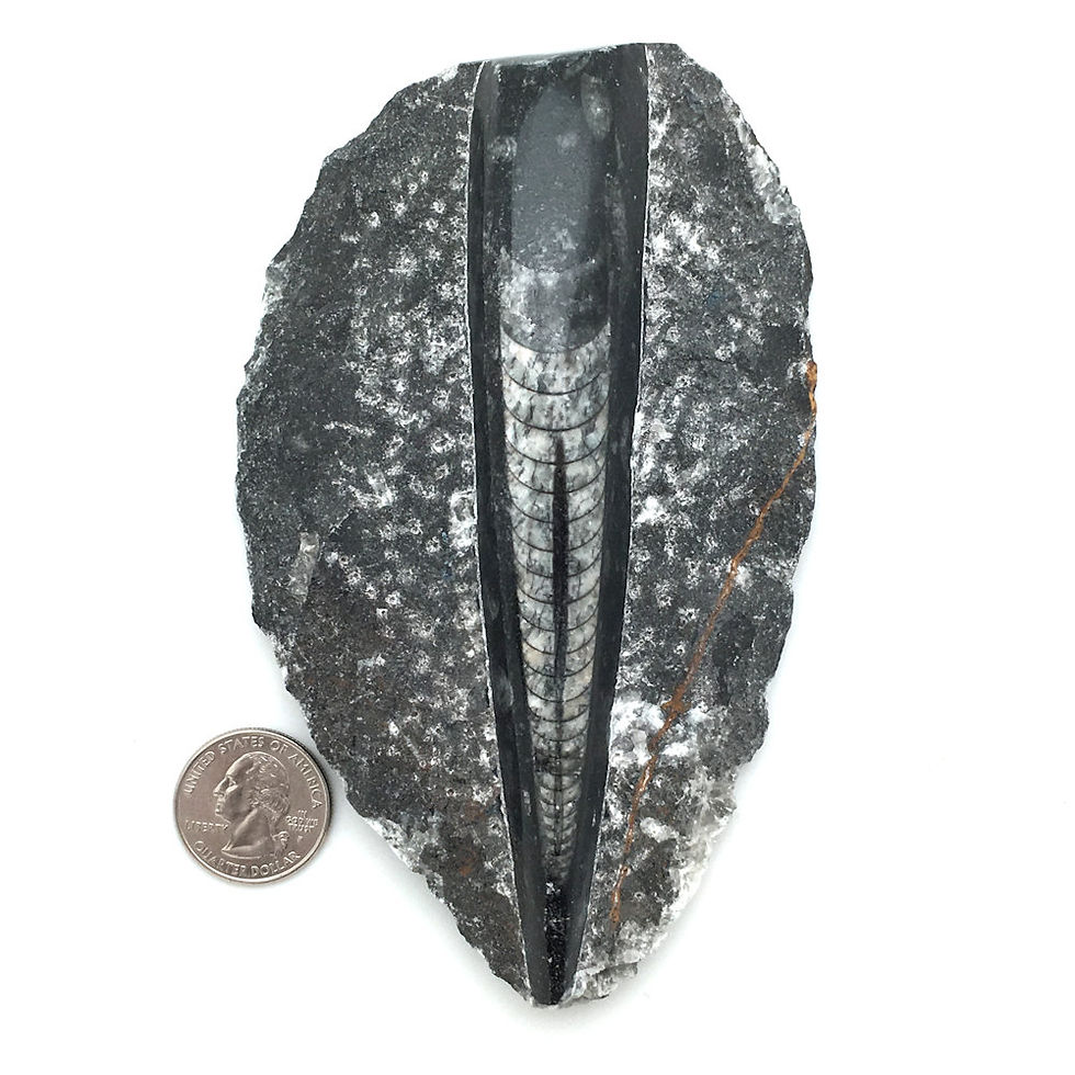 Thumbnail: Orthoceras Slab • Morocco • 319.1 grams ~ 144x86x25mm