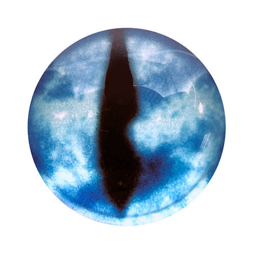 5570-1287-REP41 Blue Aqua Reptile Glass Eye Cabochon 12mm | SmokyMountainBeads.com