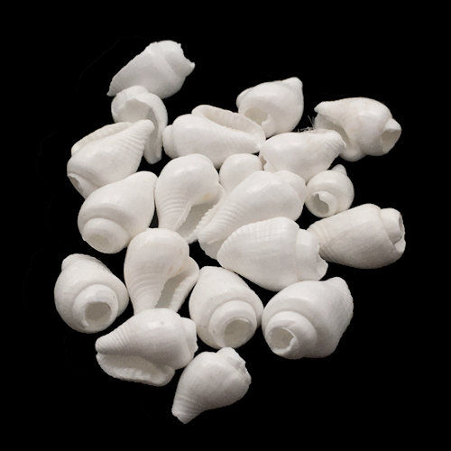 Thumbnail: 162100NASSA-0604WHT • Nassarius Shell Beads • 6-10x4-6mm | SmokyMountainBeads.com