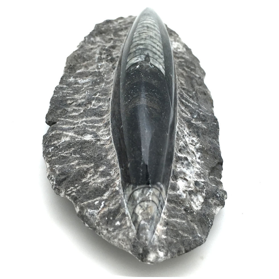 Thumbnail: Orthoceras Slab • Morocco • 405.6 grams ~ 155x71x34mm