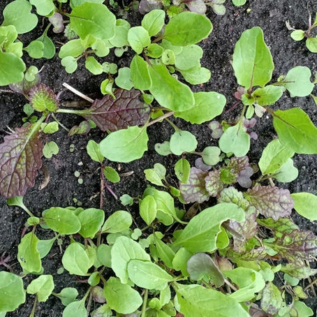 Musztardowiec i rukola