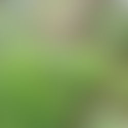 Ogród przyszpitalny