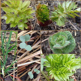 lubczyk, czosnek, rzodkiewka, mięta i arcydzięgiel