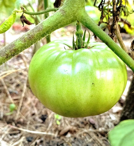 Zielone pomidory