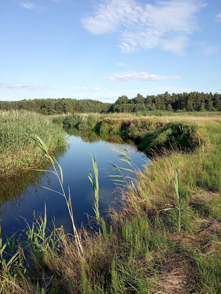 Łąki w dolinie Narwi