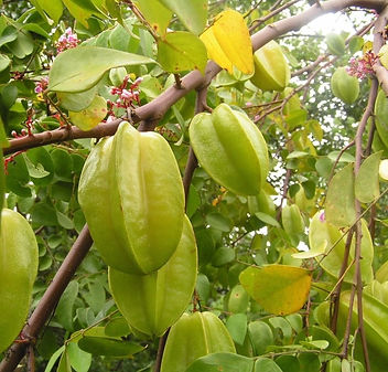 CARAMBOLA.jpg