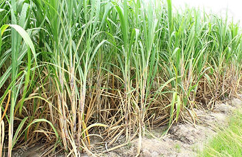 PLANTACION_DE_CAÑA_DE_AZUCAR.jpg