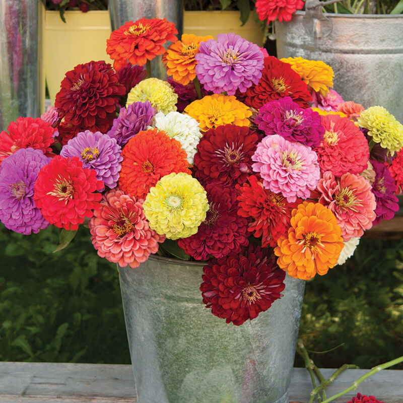 Zinnia - Benary's Giant, 3 Pack